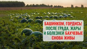 Башинком спас бахчевые в Дагестане. Проверено после стихии и вспышки болезней