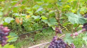 ДЫНЬКА , ВЕЛЮР , МИНОР