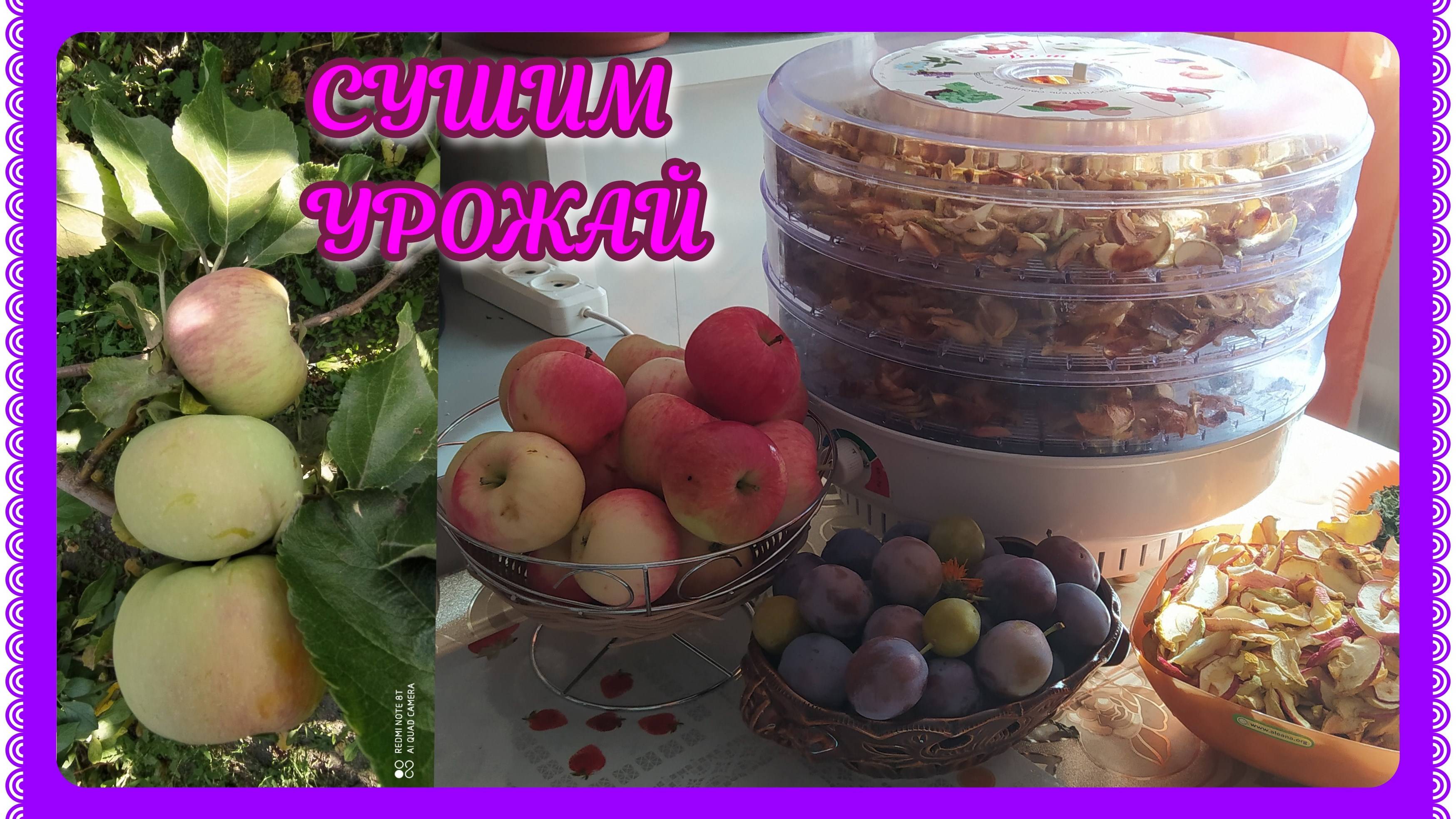 БЫСТРАЯ сушка фруктов ,трав, овощей! ЗАГОТОВКИ на зиму! смотреть онлайн