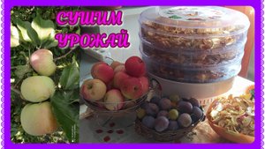 БЫСТРАЯ сушка фруктов ,трав, овощей! ЗАГОТОВКИ на зиму!