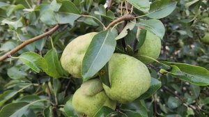 Серия 1 переделки для Натальи из Красноярска.