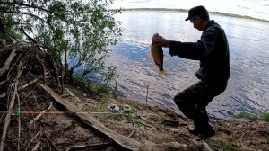 1 ФИДЕРИСТЫ.ПЕРВАЯ РЫБАЛКА НА СЕВЕРНОЙ ДВИНЕ.КРУПНЫЙ ЯЗЬ НА ФИДЕР,ЛЕТО 2025 ГОДА.ОТПУСК.