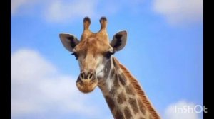 Кузьма и его Друзья (Клинок) - Жираф 🦒 Official audio