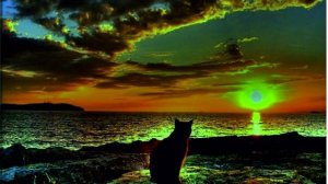 Кошка шла по песку