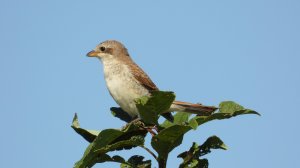 Жулан, молодая птица, наблюдение в Новгородской области, Ушерско, 15 августа 2025 (сборник за день)