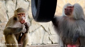 К Люсе фанаты протоптали тропу! Лида беременная или нет? Куда исчезает вода? Веня объедает Феню!