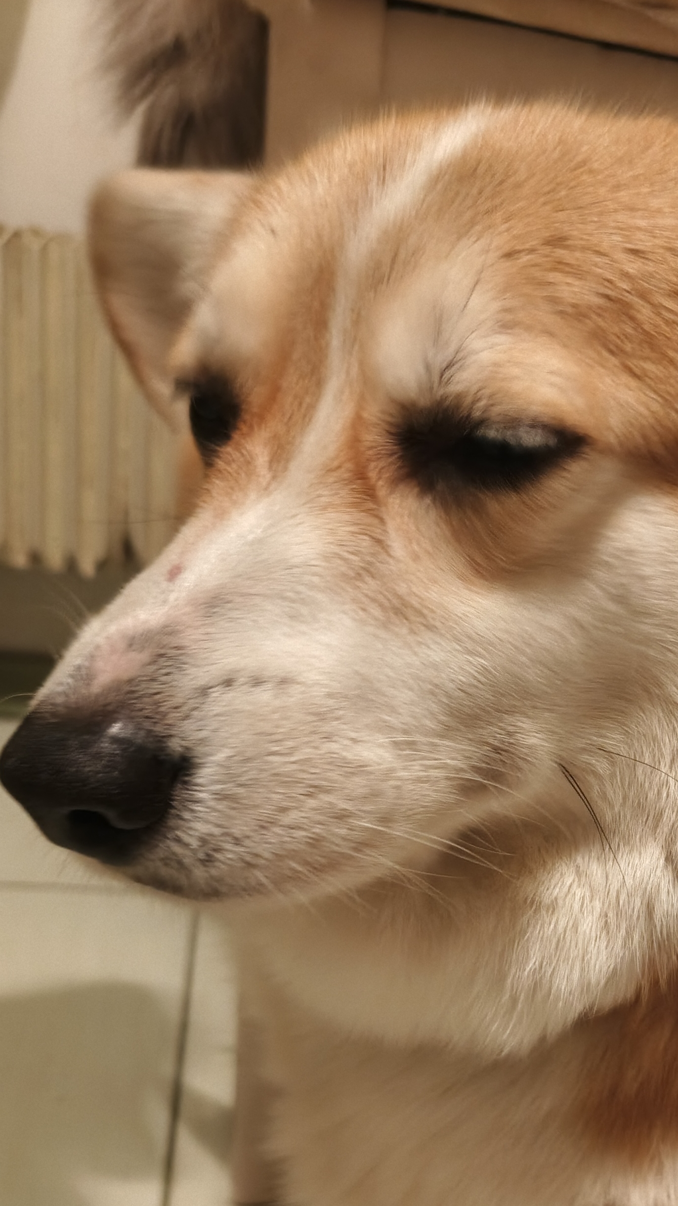 просто шорт