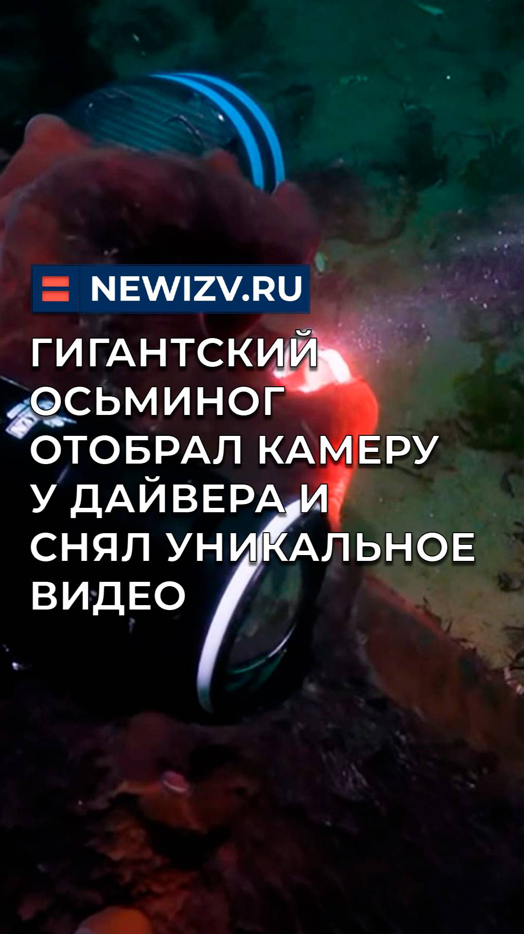 Гигантский осьминог отобрал камеру у дайвера и снял уникальное видео