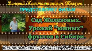Сад Железовых. Урожай "южных" фруктов в Сибири.
