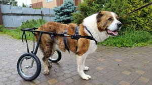 Коляска-тренажер размер XL