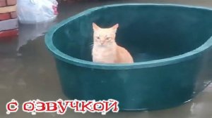 Приколы с котами! С ОЗВУЧКОЙ! САМЫЕ СМЕШНЫЕ ЖИВОТНЫЕ! Тест на психику!
