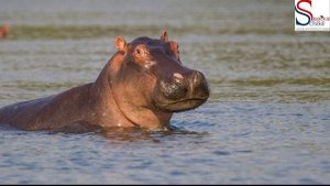 Урок 8. Закрепляем рассказ о животных. Проверка успехов.