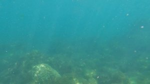 Крым. Утес. Подводный мир черного моря 13.08.2025