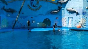 Акварель дельфинарий в Алуште