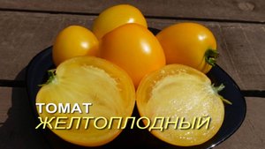 Томат ЖЕЛТОПЛОДНЫЙ. Обзор сортов ТОМАТОВ!