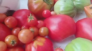Урожай помидор в 2025 году
