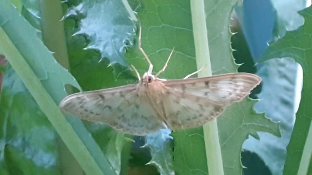 огнёвка крапивная большая (Pleuroptya ruralis)