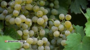 В Дагестане собирают виноград