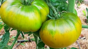 Август. Заглянем в теплицу!?