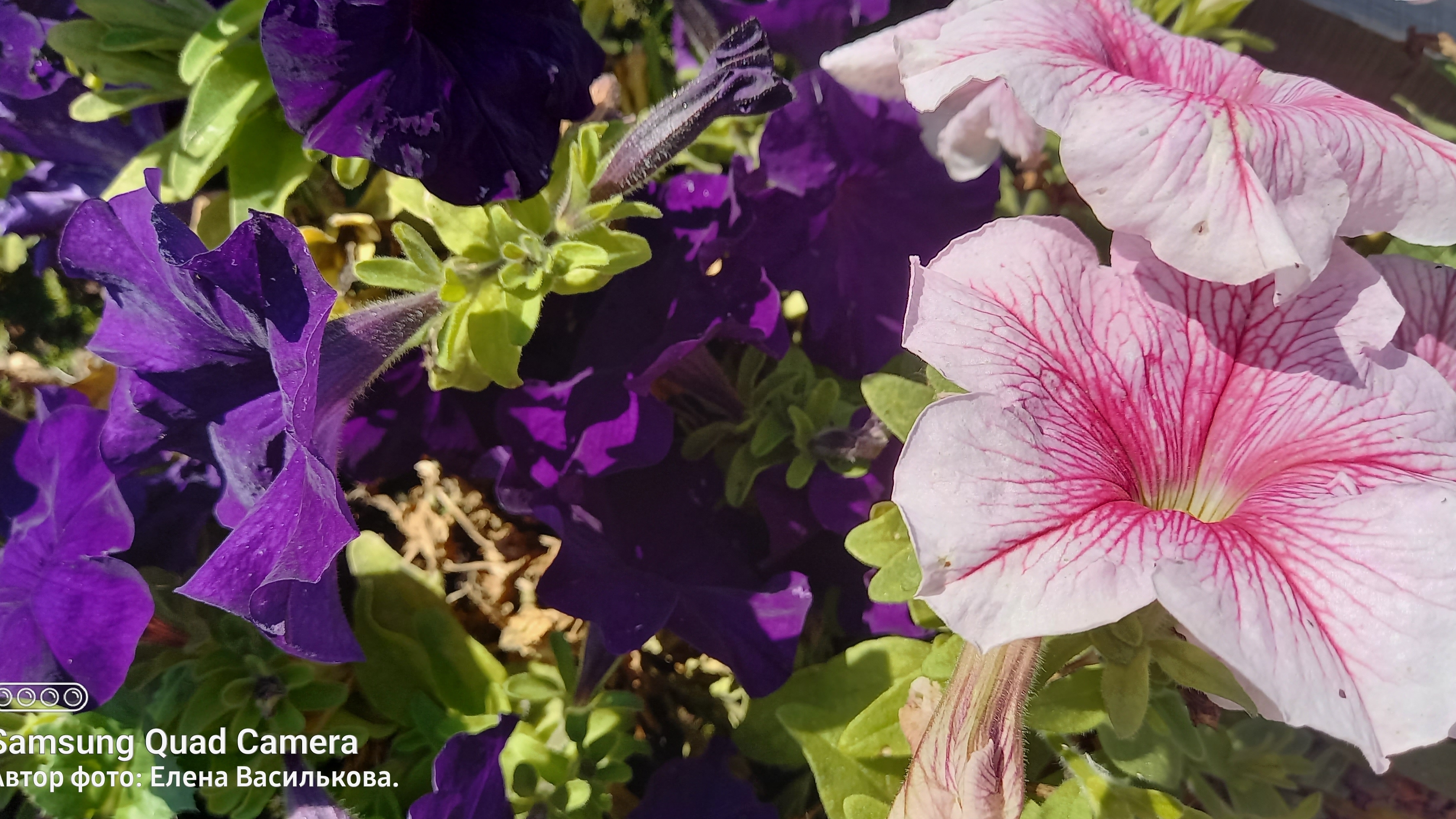 СП Вязальный переполох. Лето-2025//Август//Отчёт 1//Вяжу носочки летом 😊 смотреть онлайн