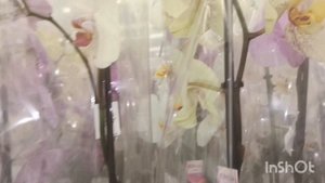 Обзор орхидей в Лемано Про/15.08.25/