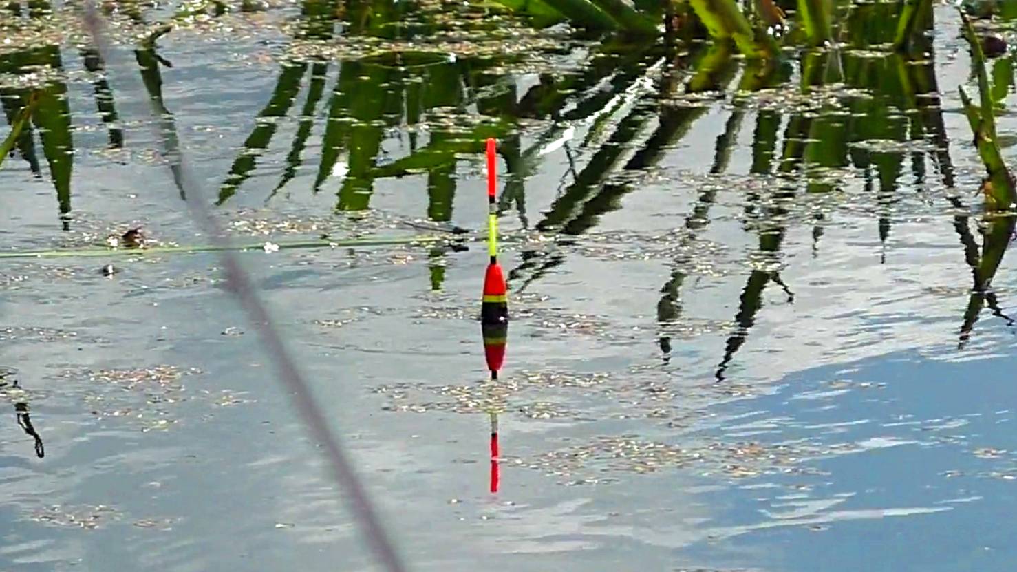 Зачётный КАРАСЬ в заросшем болоте! Рыбалка на поплавочную удочку 2022! смотреть онлайн