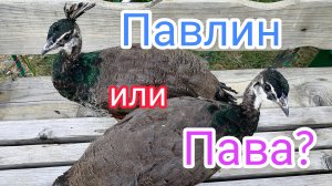 Определяем пол павлинят.