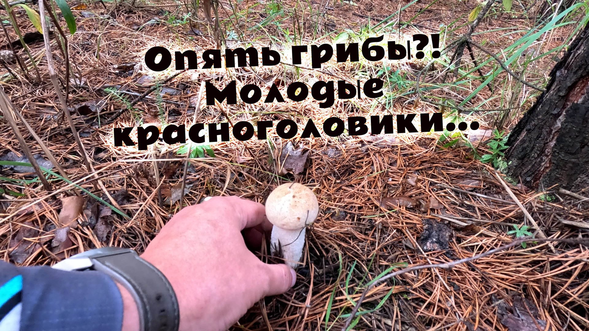 Поход в лес с дочерью порадовал наличием молодых красноголовиков! Грибники в лесу Грибочки в августе