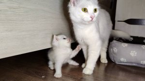 Мама-кошка и её прекрасный белый котёнок. Мама, пойдём гулять.