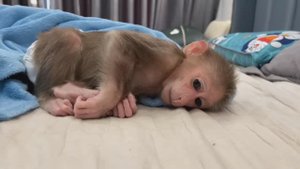 Обезьянка ЛАПОНЬКА просыпается Маму обнимает Одевается нарядно МИЛАШКА