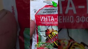 Они съели всю мою капусту! Как спасти урожай от гусениц? Чистая капуста без химии.