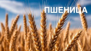 Алфавит. О РАСТЕНИЯХ. ПШЕНИЦА.