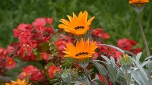 Цветущий май. Артур Полонский. Оркестр электромузыкальных инструментов.