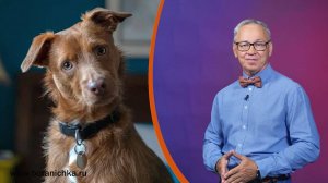 Всё обо всём. Собаки понимают слова. Выпуск от 15.08.25