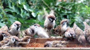 Свежий завтрак в кормушке