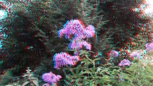 Анаглиф 15 Августа