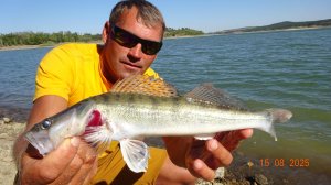 УХОДЯЩИЙ ЖОР СУДАКА НА ЖИВЦА.