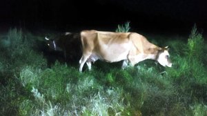 ВАЛЯЕМ ТАПКИ🫣 ХОДИМ ПО МУЗЕЯМ🌷 А НОЧЬЮ ЛОВИМ КОРОВ!