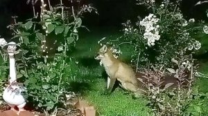 (1090) Лиса приходит в гости. Август 2025