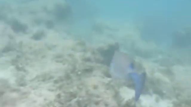 Красота Подводного Мира 2 : Необычная Рыба смотреть онлайн