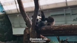 Сегодня у Катюши 🐼 игриво-озорное настроение! 😃