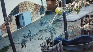 Шерхан Львович становится ," крутым боссом" у себя на поляне в МинЗоо и особенно в " личном кабинете