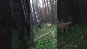 с нами в лес