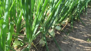 Обзор как растет лук Эксибишен на грядке в июле и чем подкармливаю