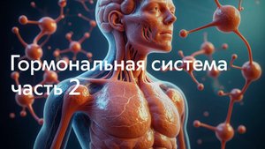 Лекция №2 – Гормональная система, часть 2