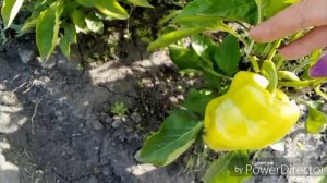 Обзор перца / Первая дыня .