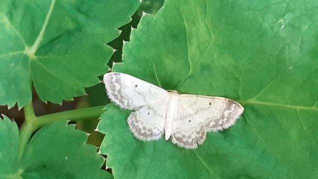 Пяденица малая точечная (Idaea biselata)
