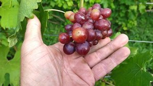 ГФ селекции Калугина В. М Эстафета с приличным мускатом.