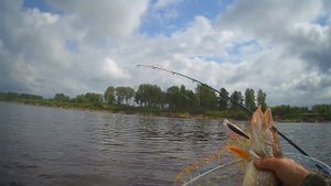 Рыбалка, конец июля. В дождь отличный клёв щуки.