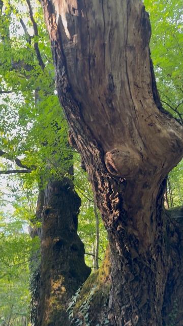 Гуамка смотреть онлайн
